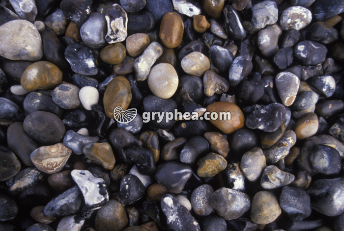 Galets de silex (Etretat, Normandie, France) - gryphea.org